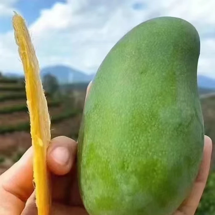 【催熟食用】正宗广西大青芒鲜甜多汁 坏果包赔 整箱G