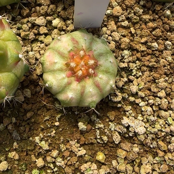 15-0117下播福利泰国发货多肉