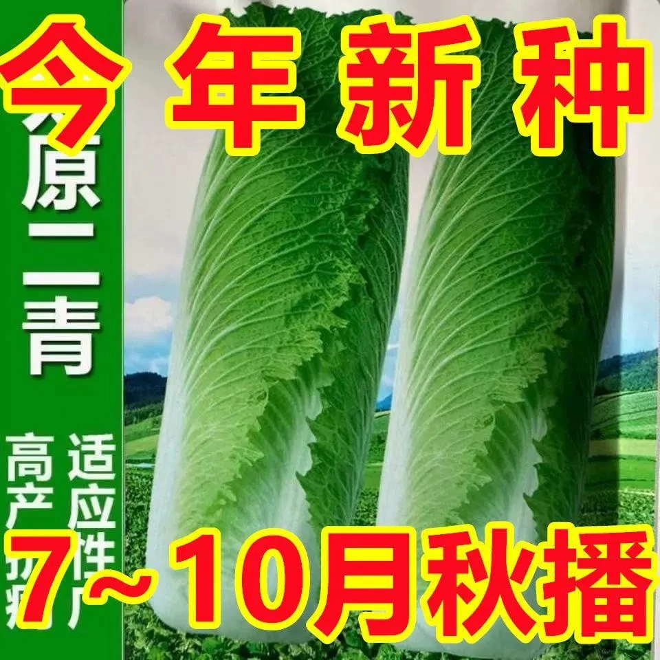 【全店满5包包邮】太原二青长筒白菜种子直筒高庄白菜包心大原二