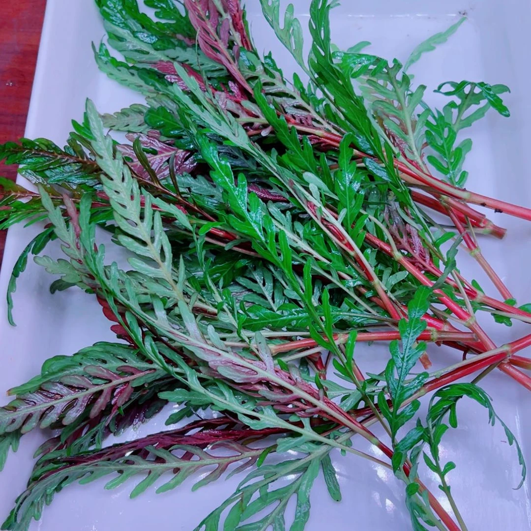 普通雨裂水蓑衣20颗一份