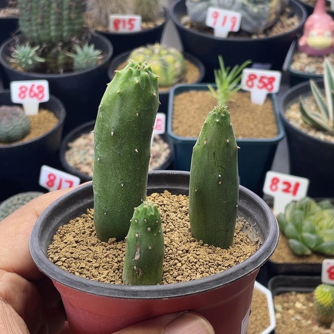 3颗夏丸菊 脱土包邮
