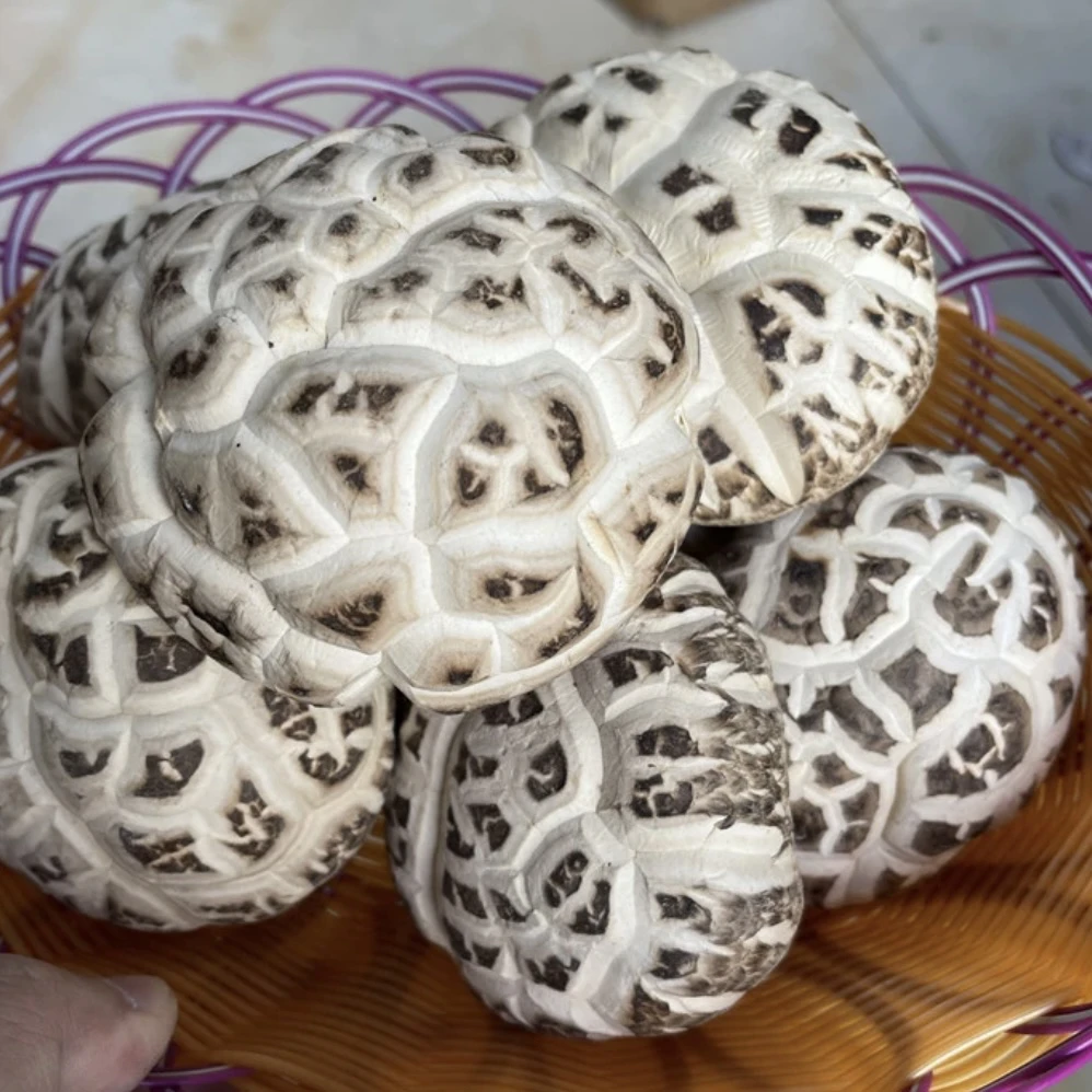 【鸡哥专属】大花菇 【虾干福利】