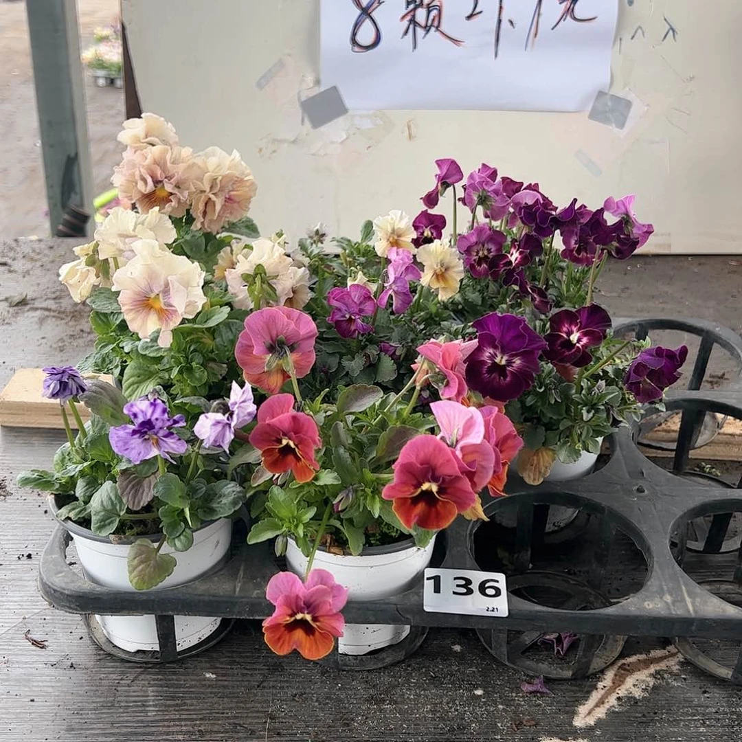 【闪购商品】136号