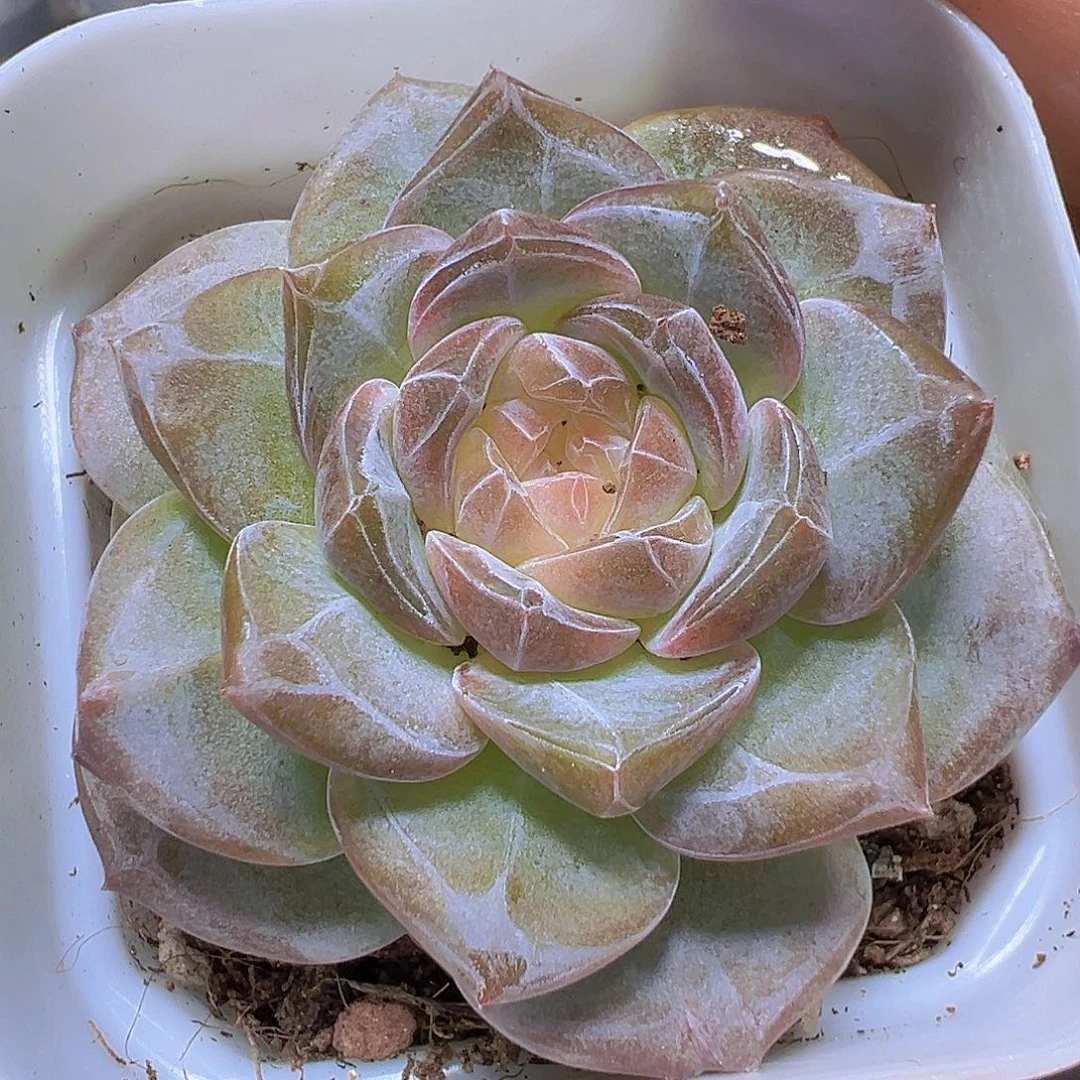 暗纹冰魄19包邮多肉