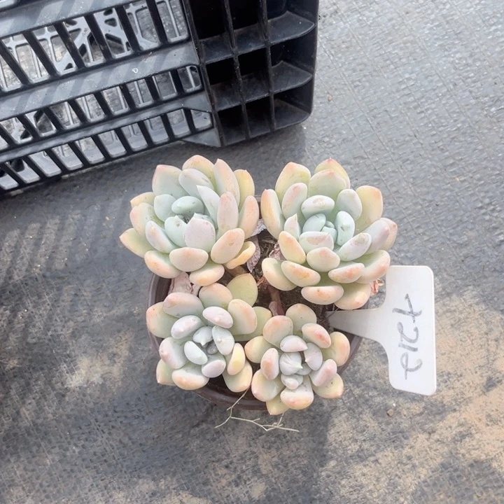 晨语多肉一物一拍十212