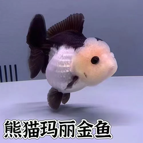 三色黑白熊猫泰狮金鱼冷水观赏鱼好养耐活鱼苗