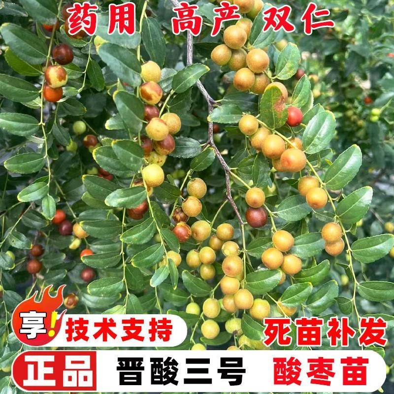 晋酸3号药用酸枣高产三号双仁野生酸枣苗南方格莱斯无花果叶盆栽