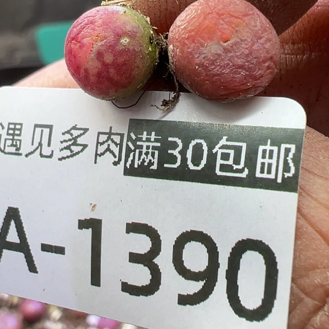 浅**睿多肉植物11111111111111111