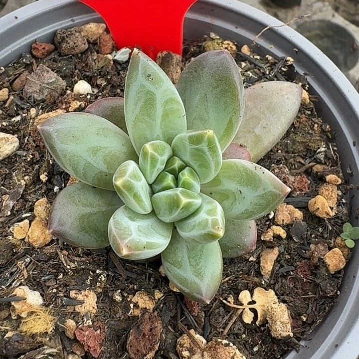 维斯特曼319多肉植物