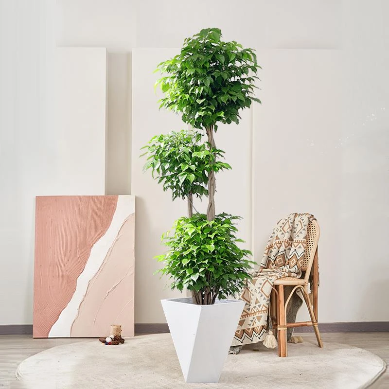 老桩三层幸福树盆栽绿植大型盆景室内净化空气好养易活绿宝植物