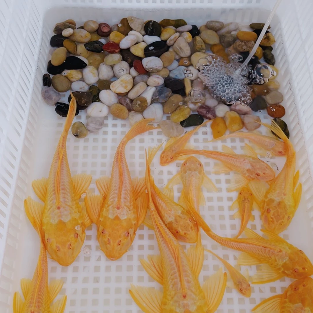 海水红眼女王大帆工具清洁