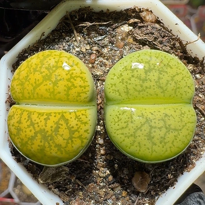 生石花122222。  359