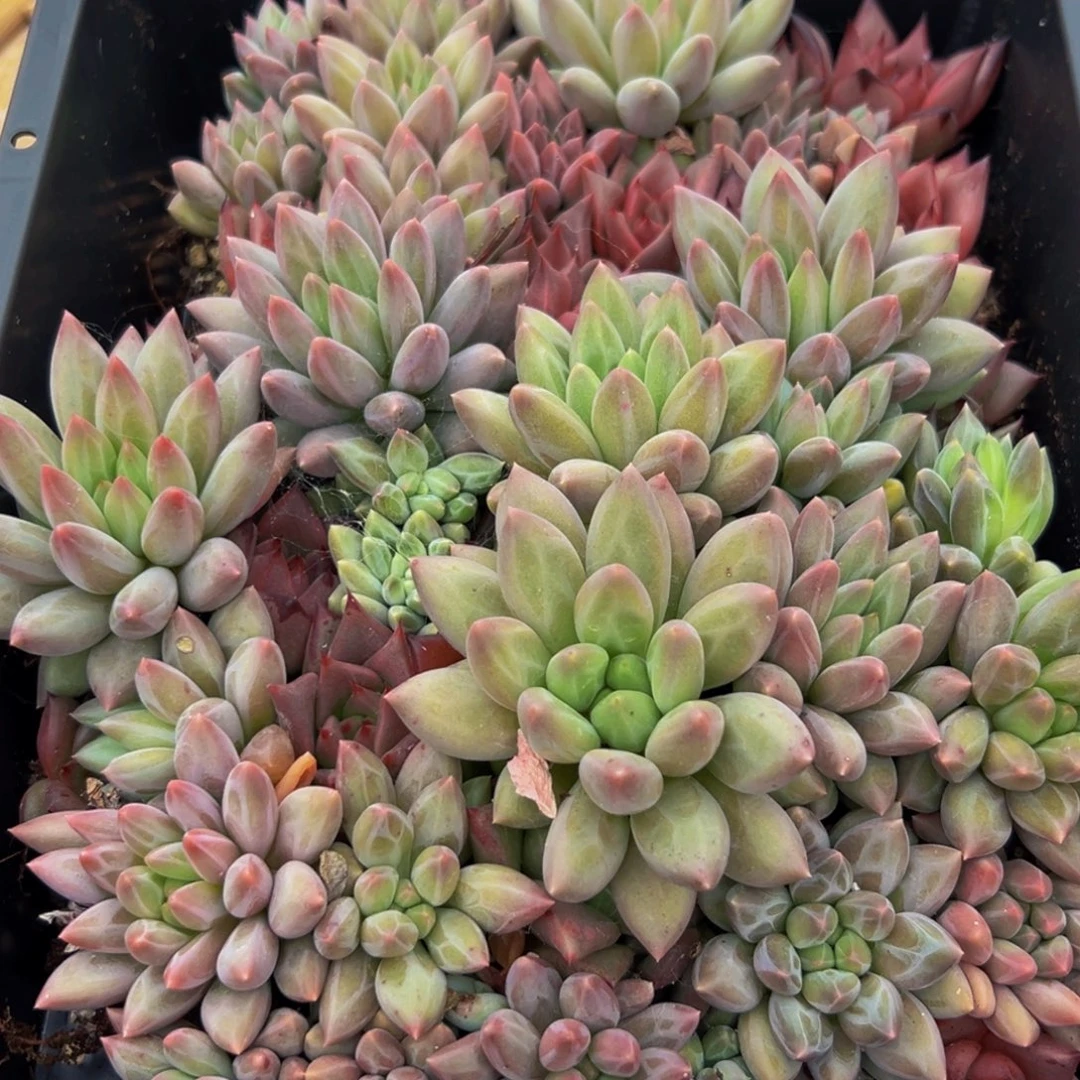 553多肉葡萄的味道是真的很