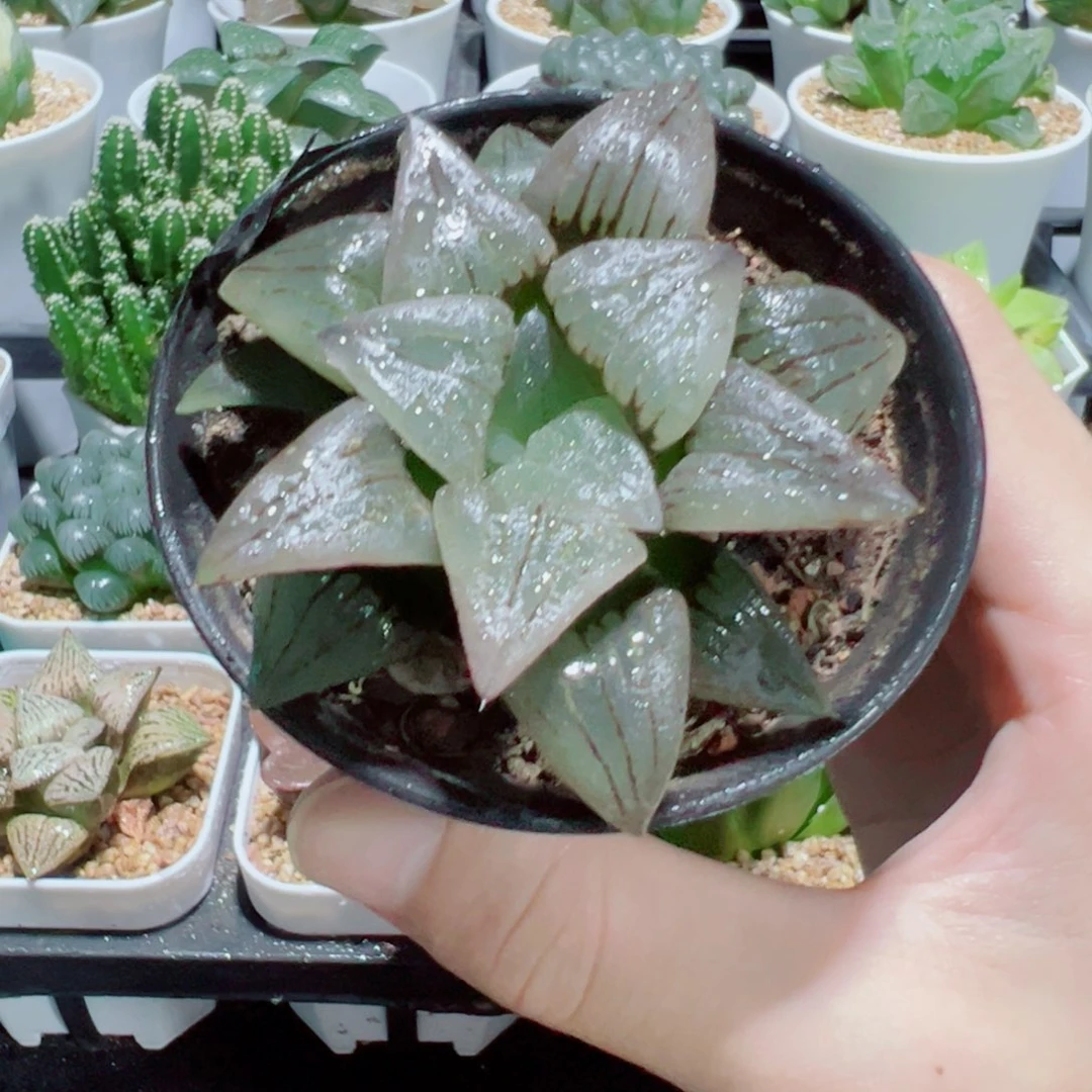 红纹寿，8.8，666666