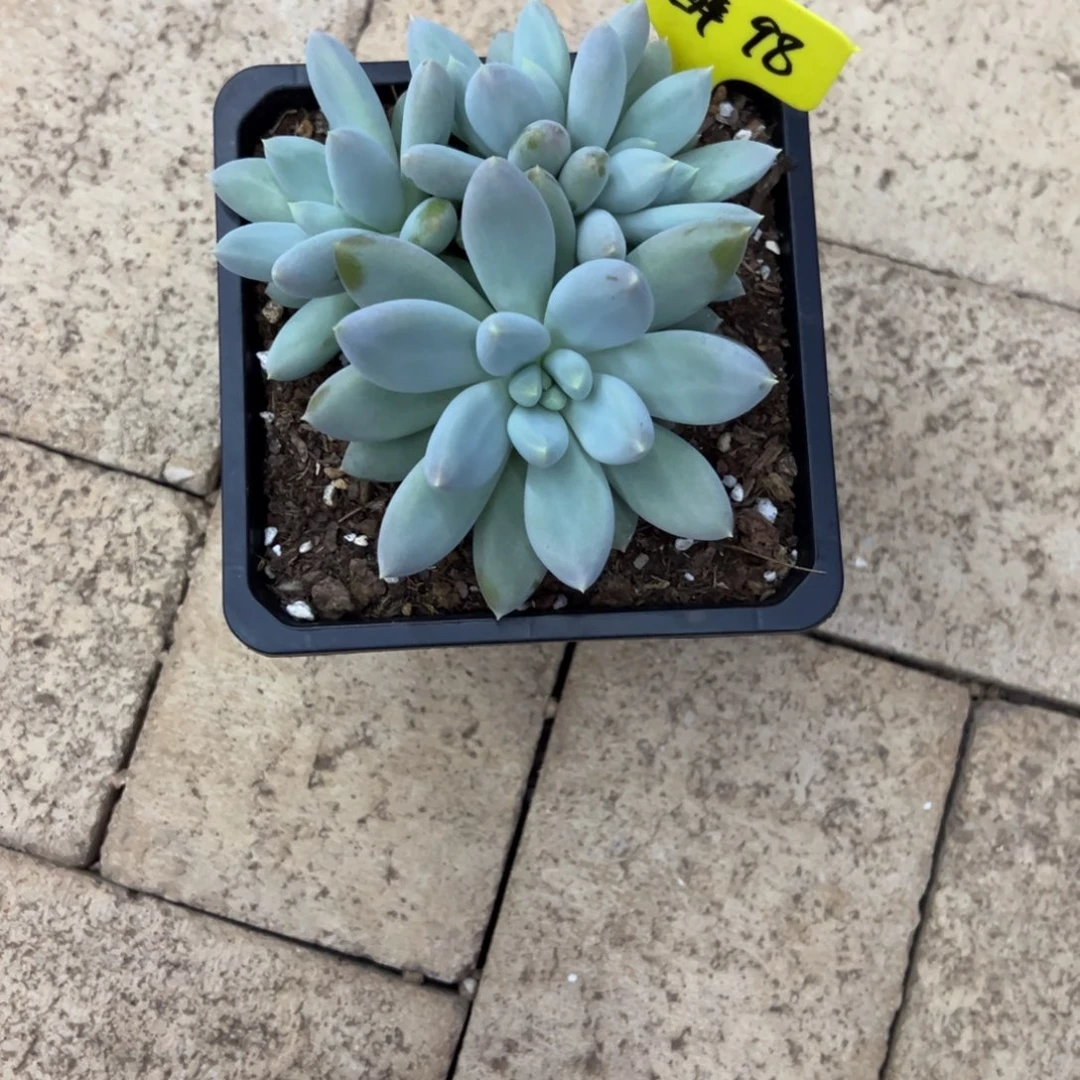 *****余醉98。