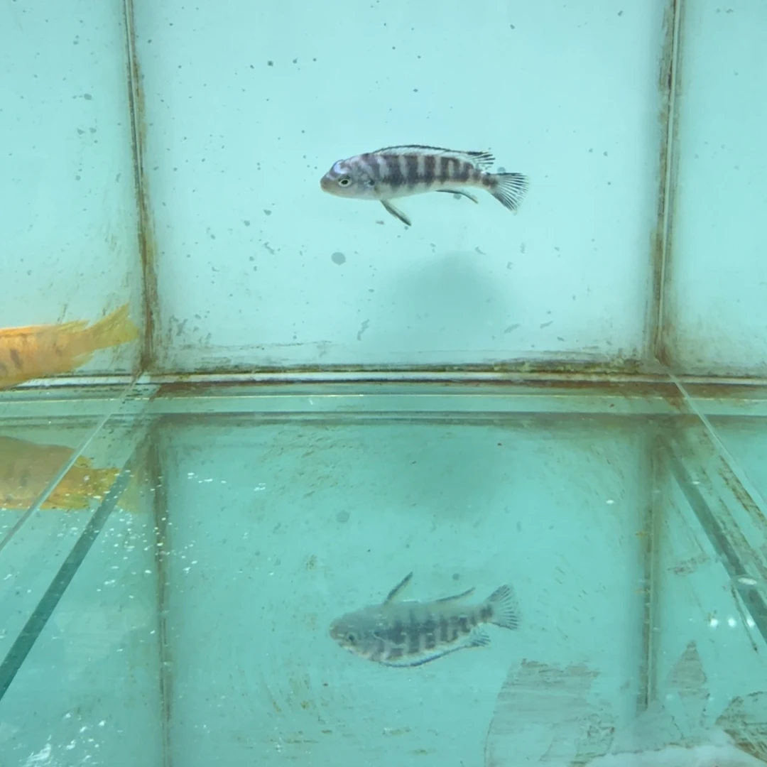 慈鲷1047蓝斑马。