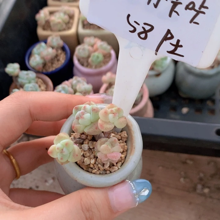 街角咔咔带盆土发