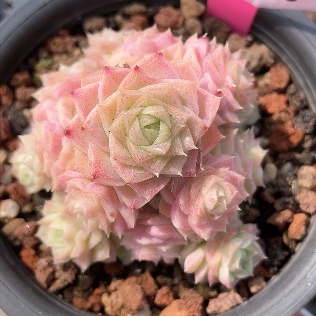 优选女王精品260