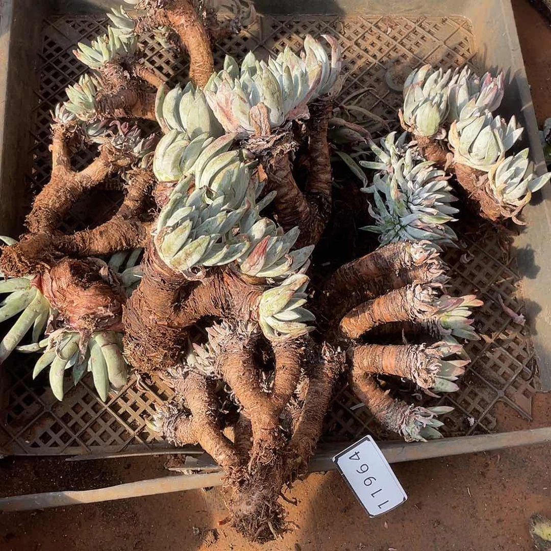 花**事瑕疵特价不售后11964