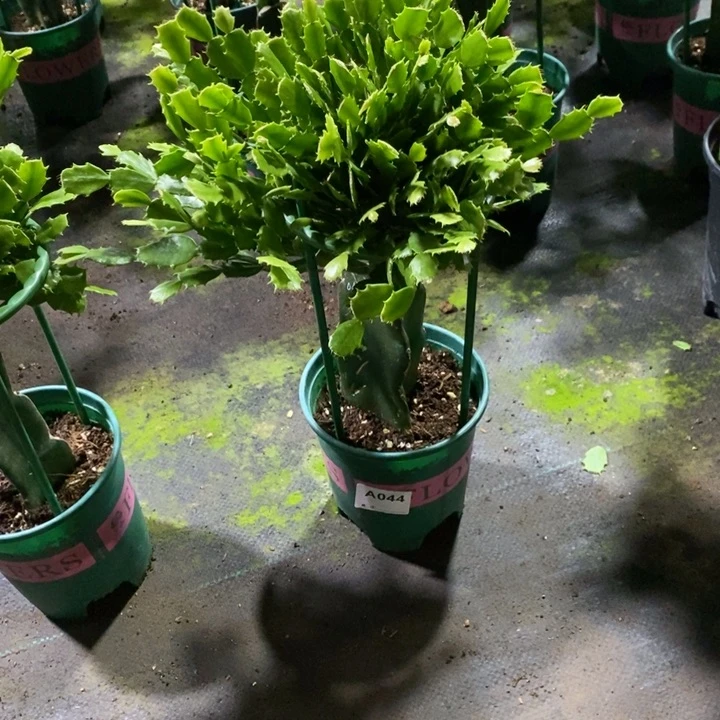 当前无花栽培后可以开花嘟*家044嫁接050