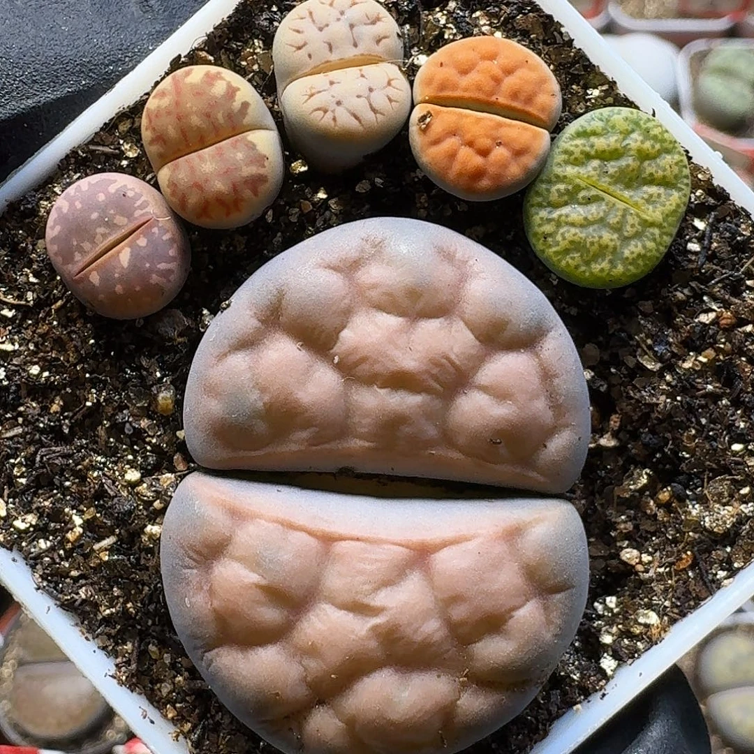 生石花111112。  107