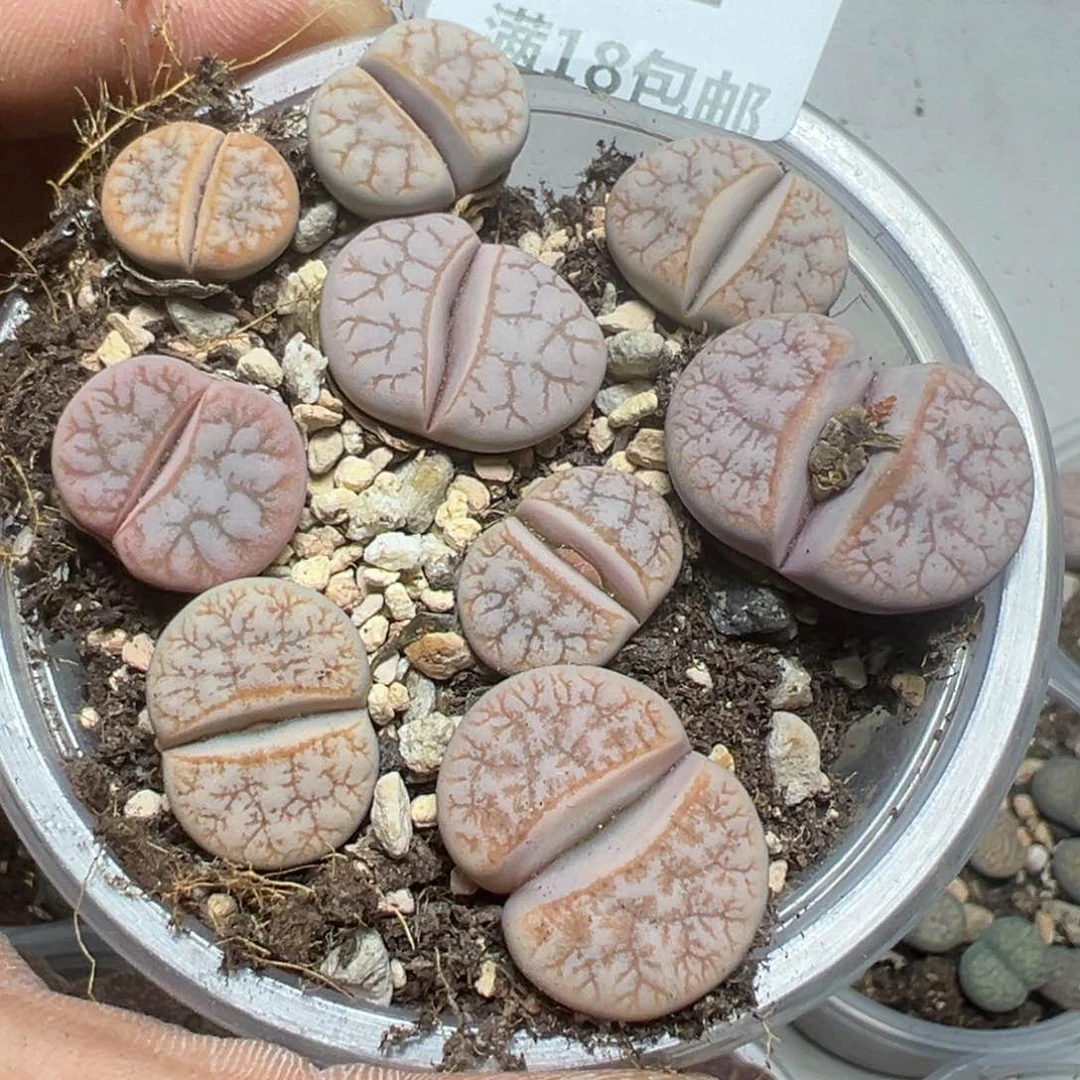 【闪购商品】 282。