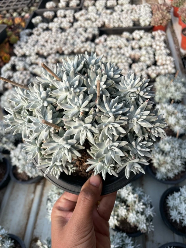 白菊大群30头以上整群无砍老桩一物一拍