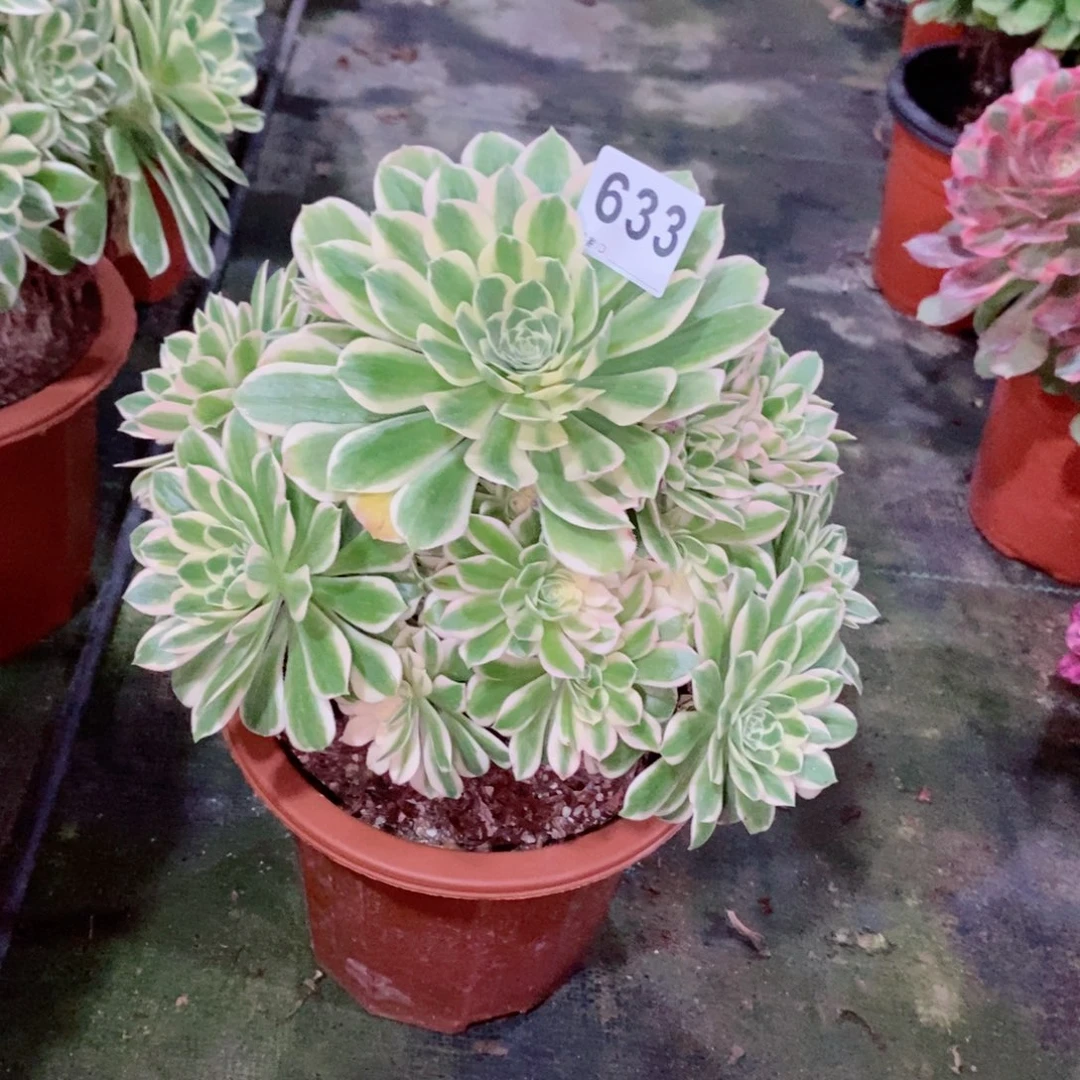 碧玉633多肉1111