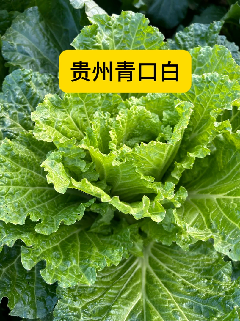 贵州黔东南凯里现摘现发露天本地青口白菜