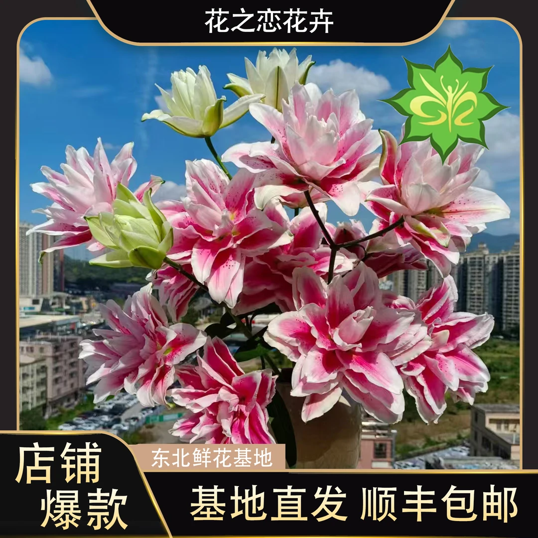 火星之恋重瓣香水百合   居家办公优选《居家办公优选》