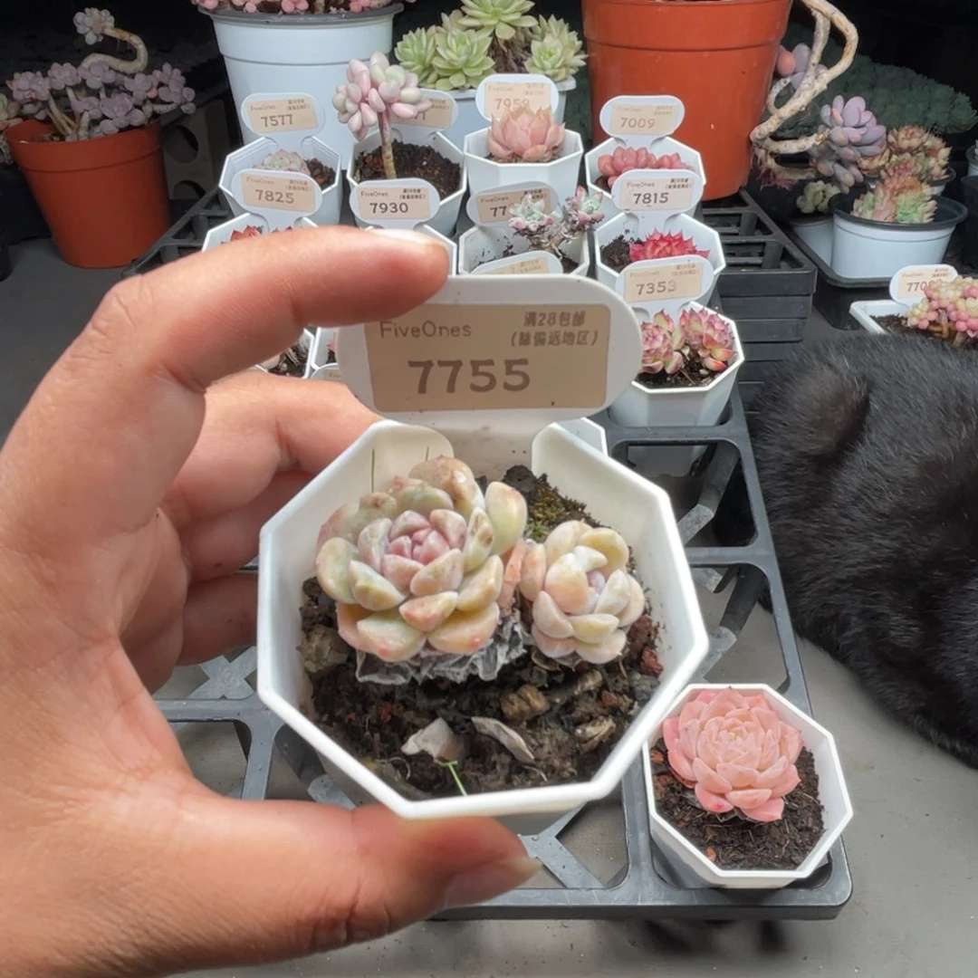 7755糖心汉堡 4.0厘米