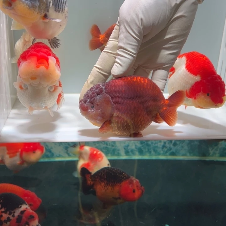 海水鱼紫寿aaaaaa