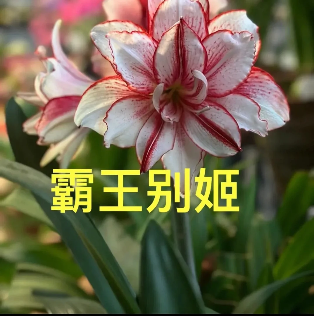 霸王别姬）朱顶红种球6-8厘米