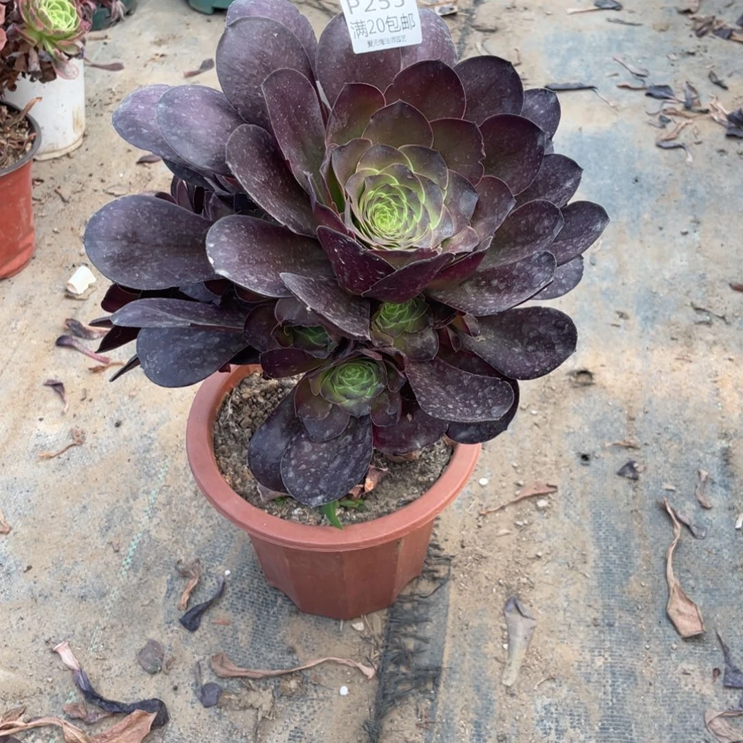 255魅金玫瑰多肉