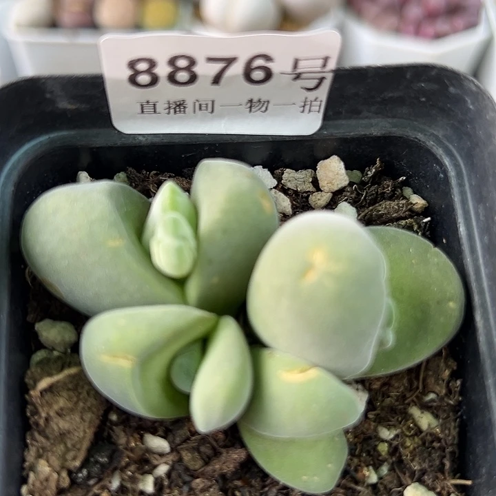 8876 好养易活生石花大母本