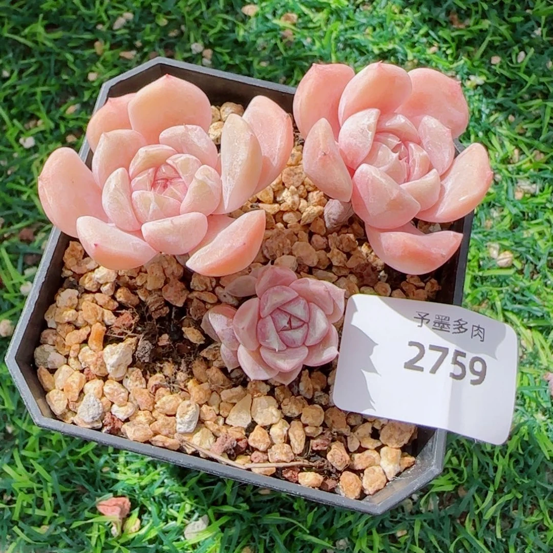 汉堡无砍，2759多肉