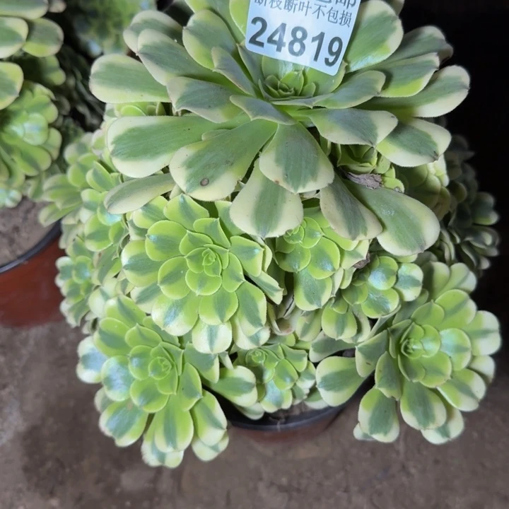 24819绿豆沙多肉植物