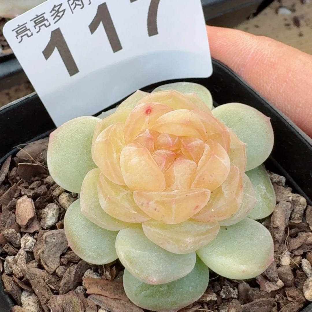 黄桃         精品多肉