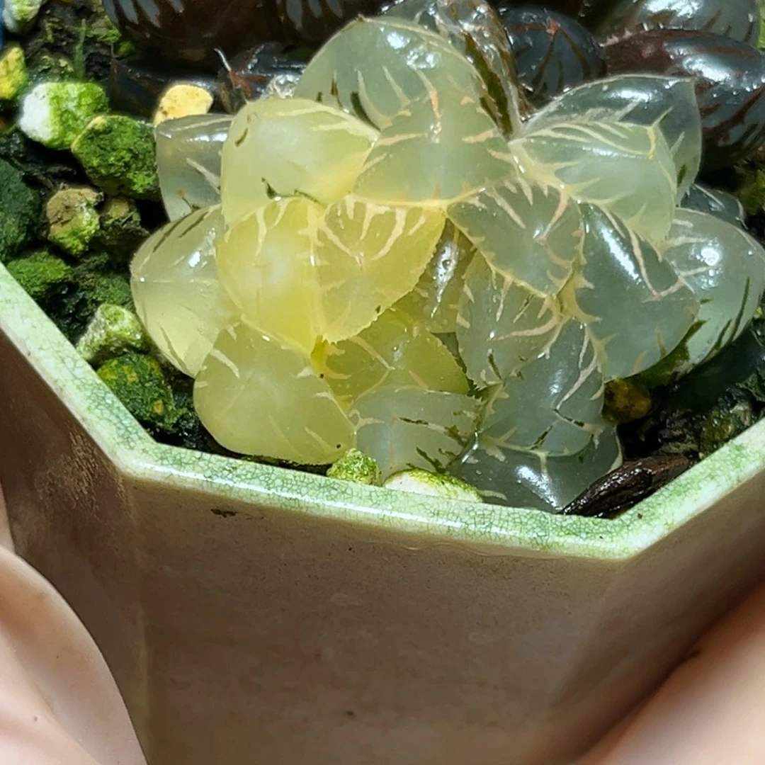 恭喜发财大吉大利555