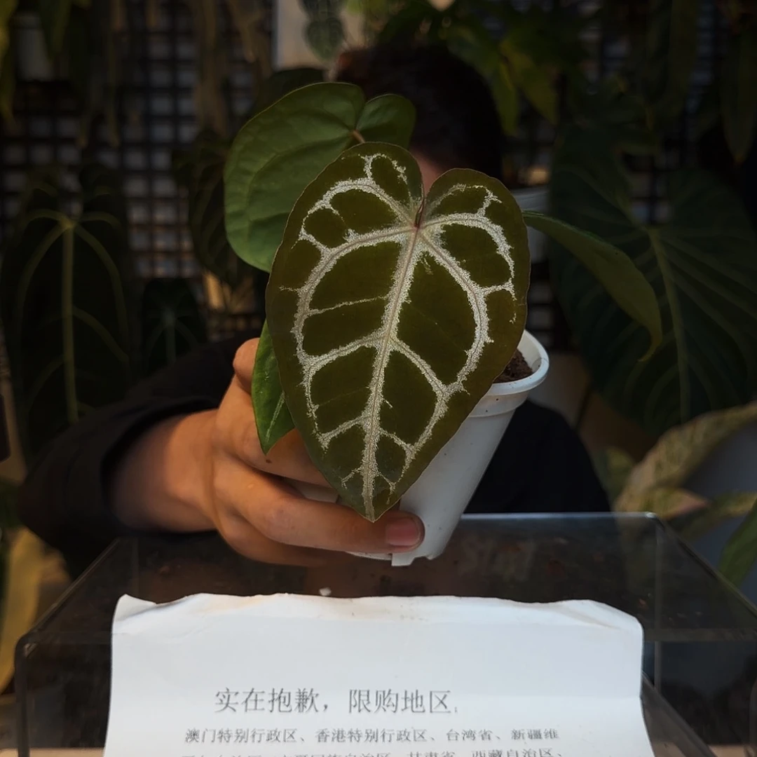 完全开放P12粉柠檬杂撕裂纹