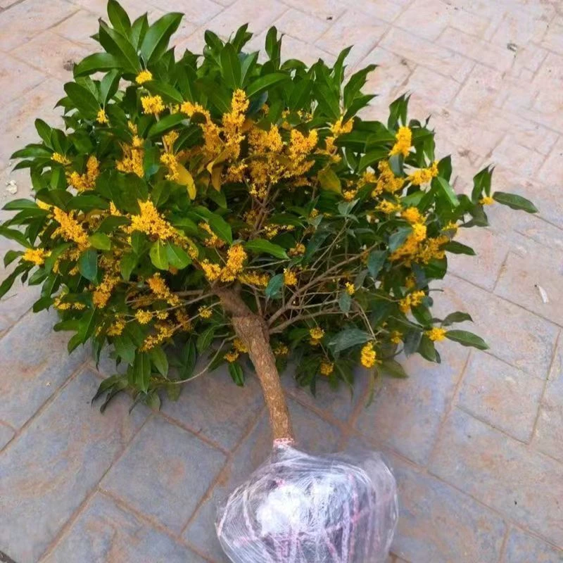 桂花四季桂丹桂金贵盆栽地栽