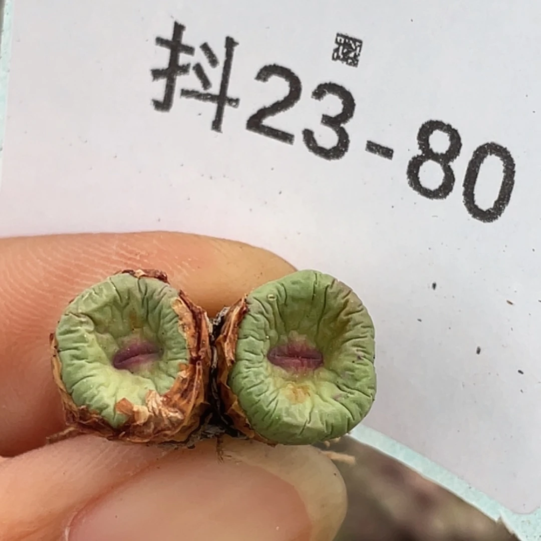 23-80嘴多肉植物肉锥