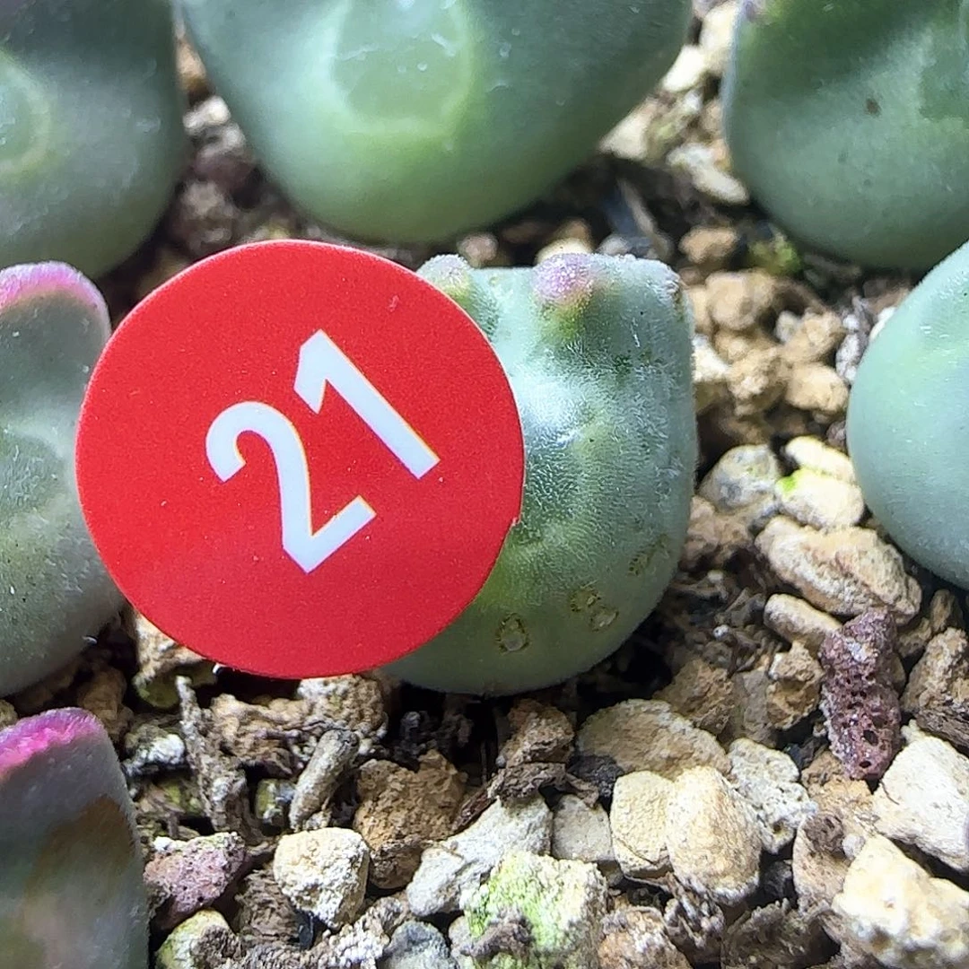 小***亮21号大眼睛空蝉两年苗