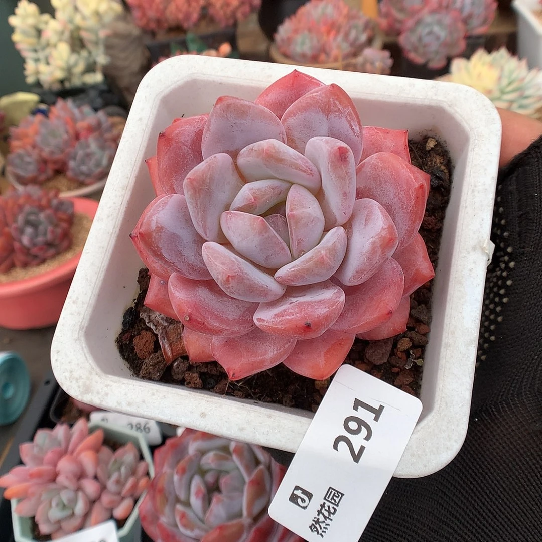 291雪天使多肉植物6666