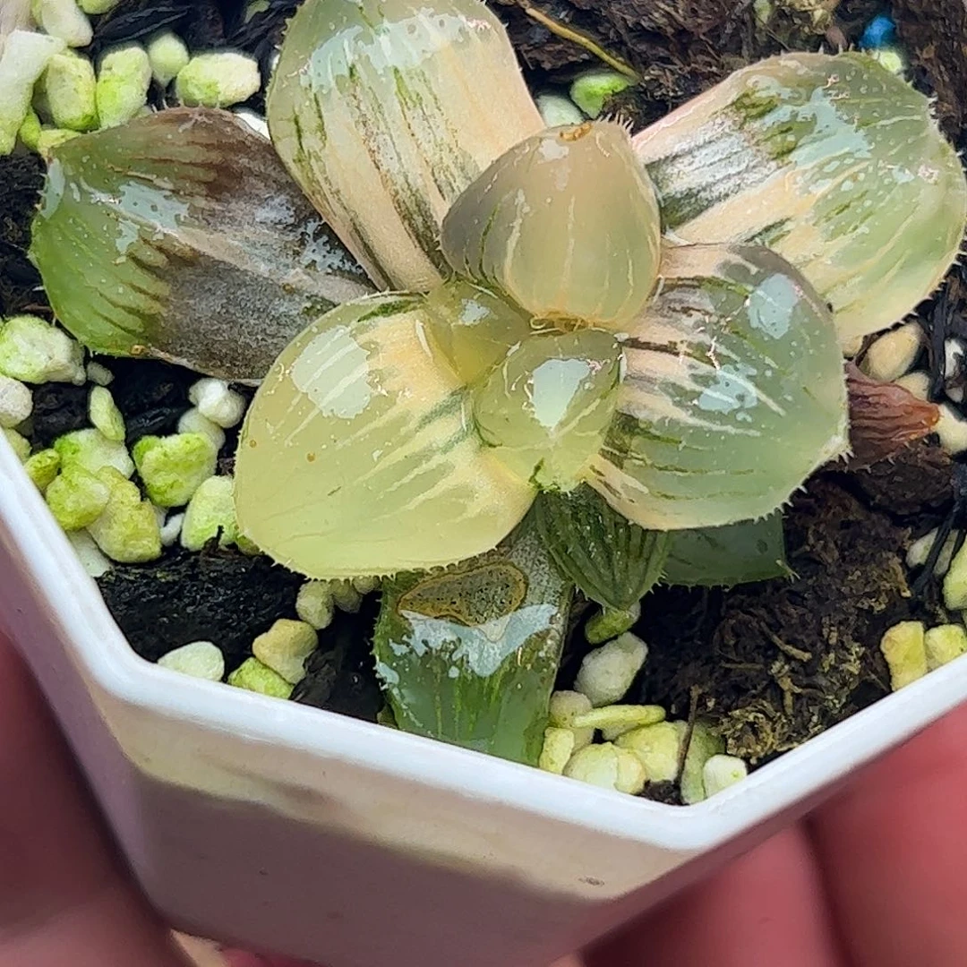 糯玉露锦十二卷多肉