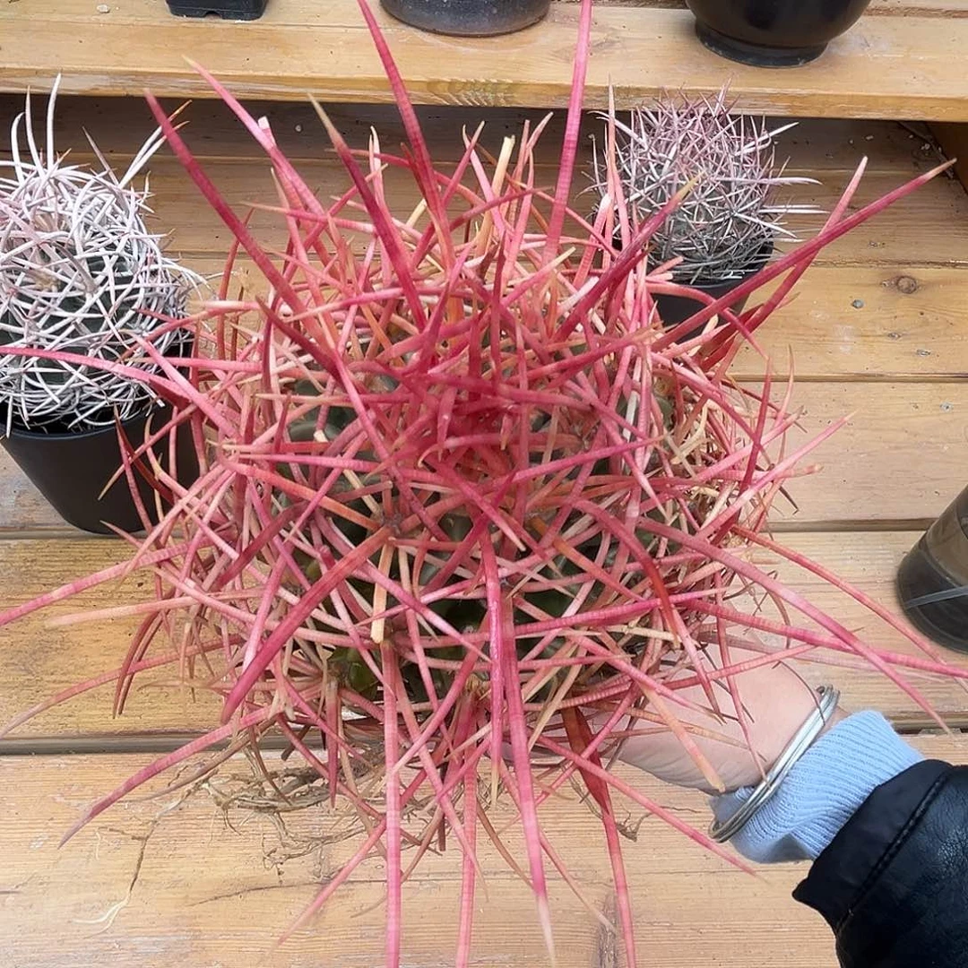 优选产地大龙冠，长刺