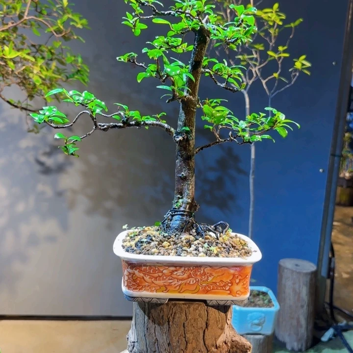 完全开放海岛春花