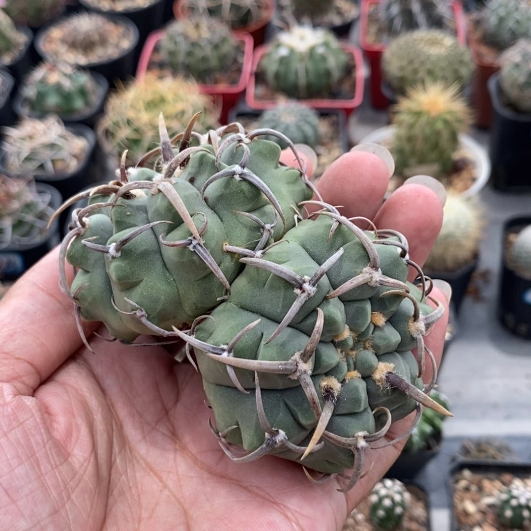 植播园艺双头豪刺三枪玉