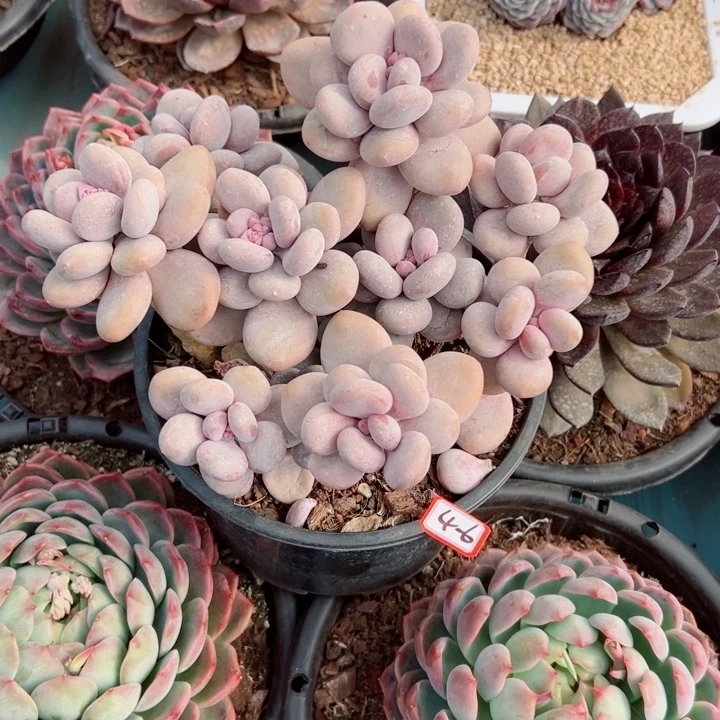 l***w精品多肉植物老桩