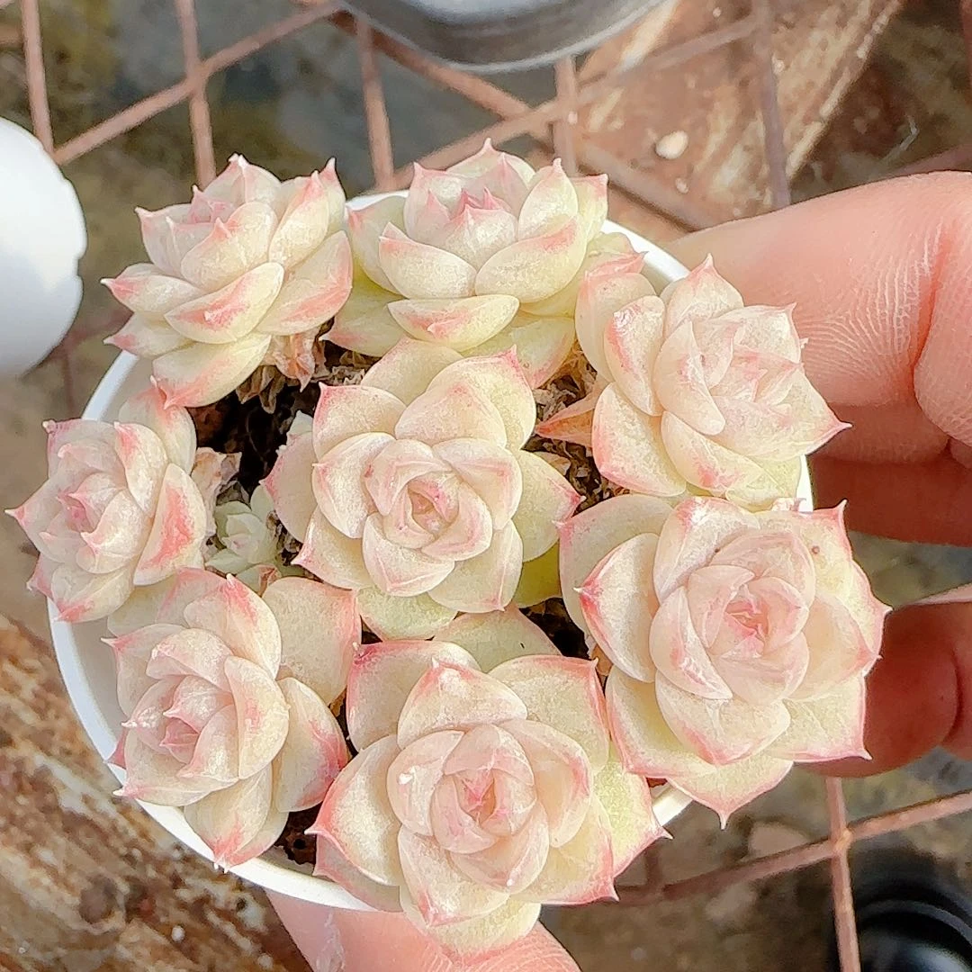 1128-47（糖心包子优选）不包整